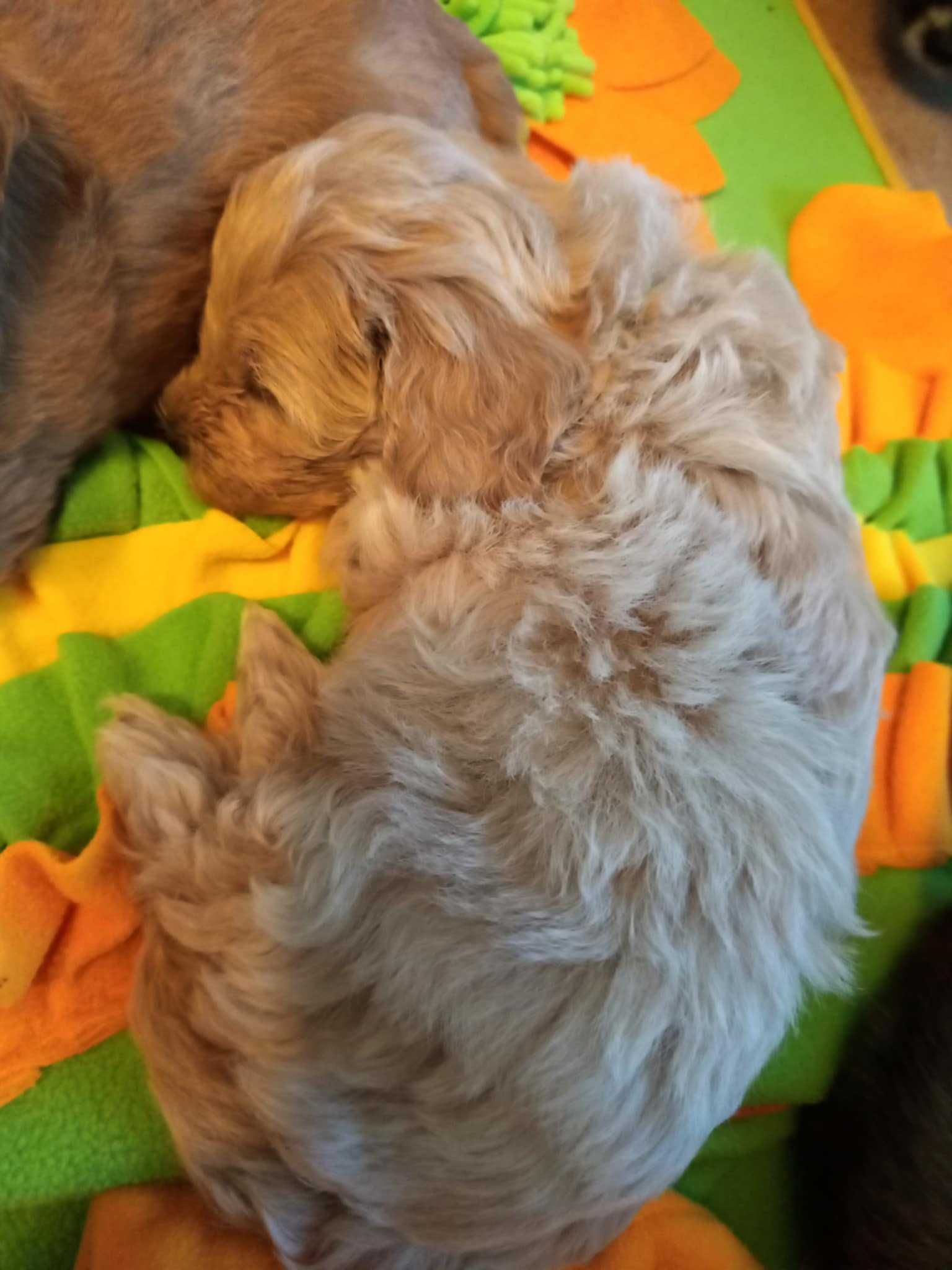 Maltipoo F1 Ada zarezerwowana