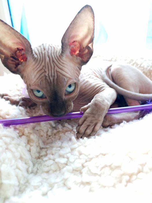 Продаються дуже гарні кошенята - канадські сфінкси .