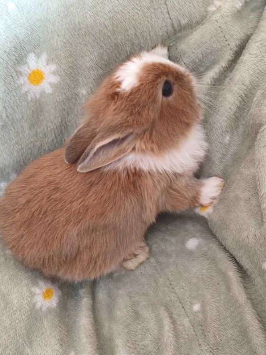 Декоративні кролики