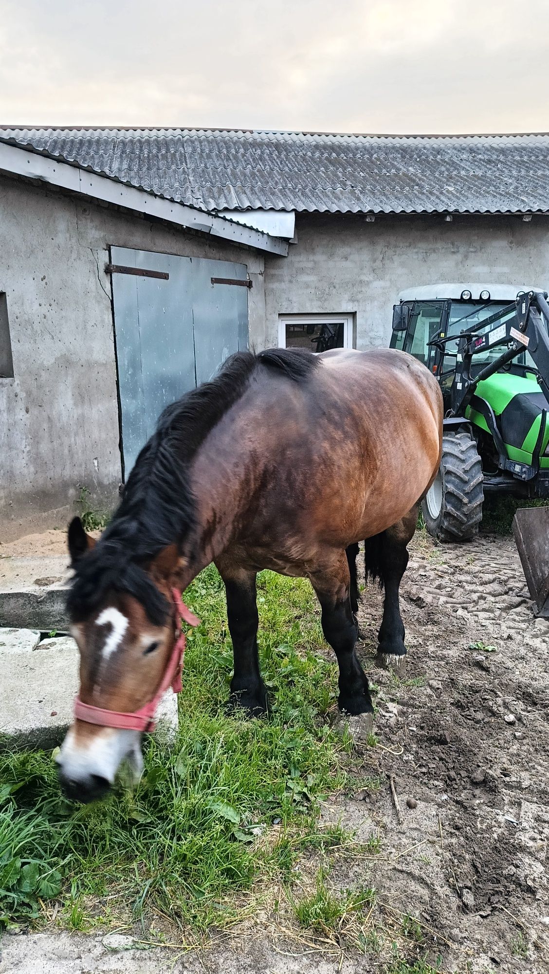 Klacz Zimnokrwista 3latka