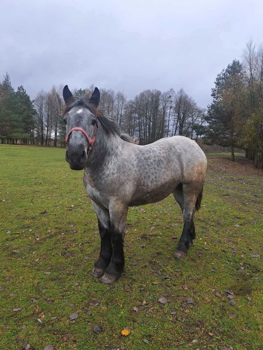 Źrebak polski koń zimnokrwisty z główną księgą po Bono