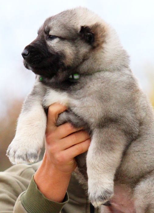 Хлопчики  чабанської  собаки  Кавказу.