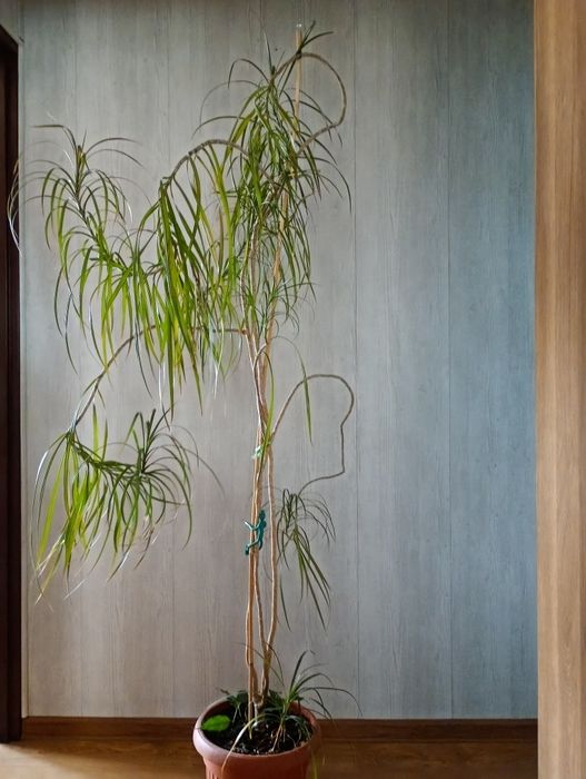 Dracena kwiat doniczkowy