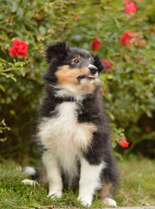 Owczarek szetlandzki, Sheltie, szczeniak, SUCZKA ZKwP/FCI