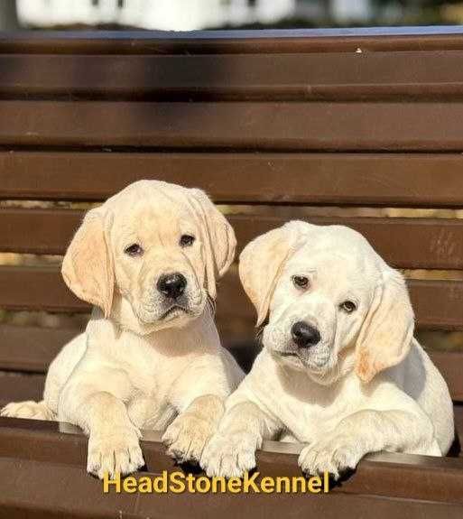 Щенки Лабрадора ретривера
