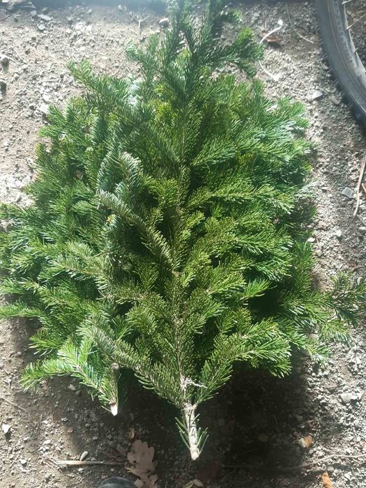 Гілки ялинки  живої  хвої