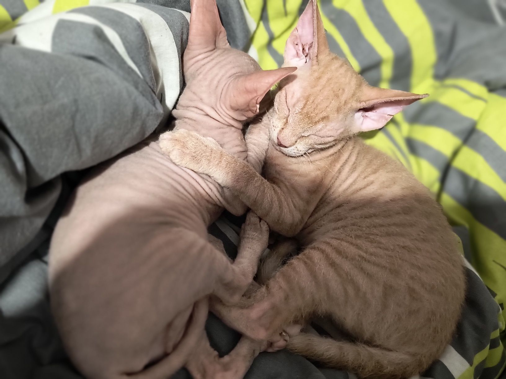 Котенята донського сфінкса