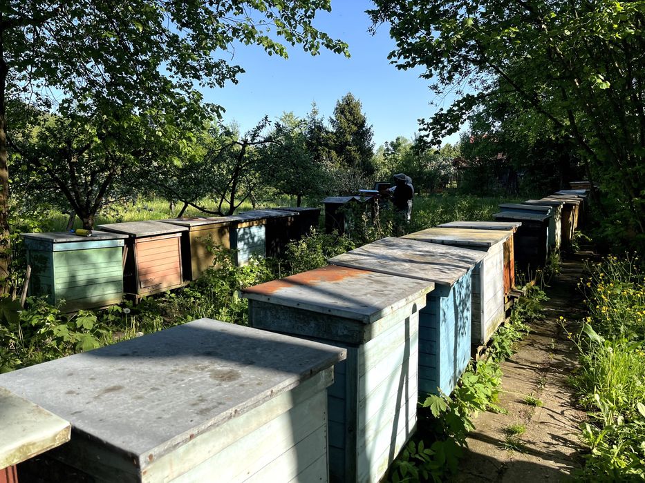 Pszczoly odklady rodziny przezimowane pszczele ramka wielkopolska