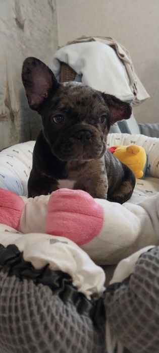 Хлопчик французский бульдог