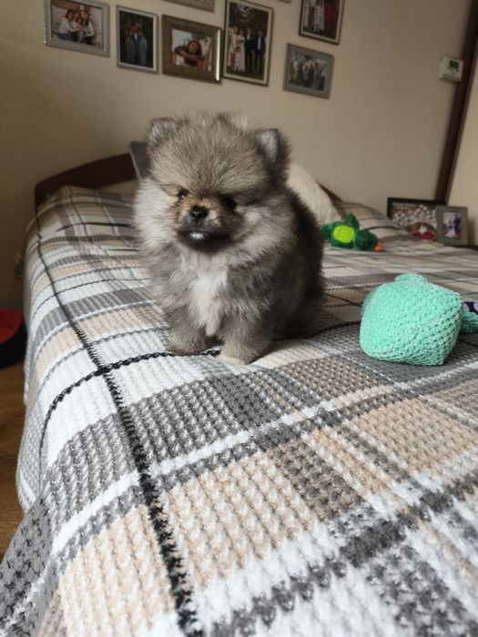 Szpic miniaturowy pomeranian