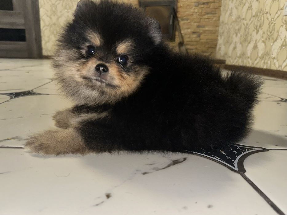 Чорний красотунчік