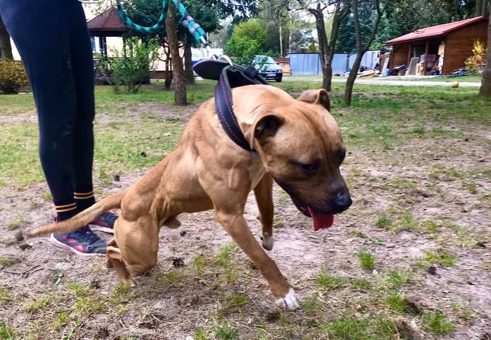 American Pit Bull Terrier