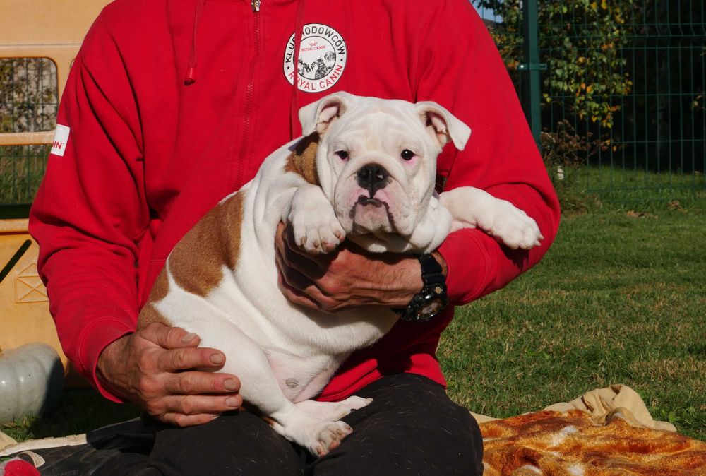 Buldog angielski ZKwP, Rodowód Międzynarodowy FCI suczka UNIQUE BEAUTY