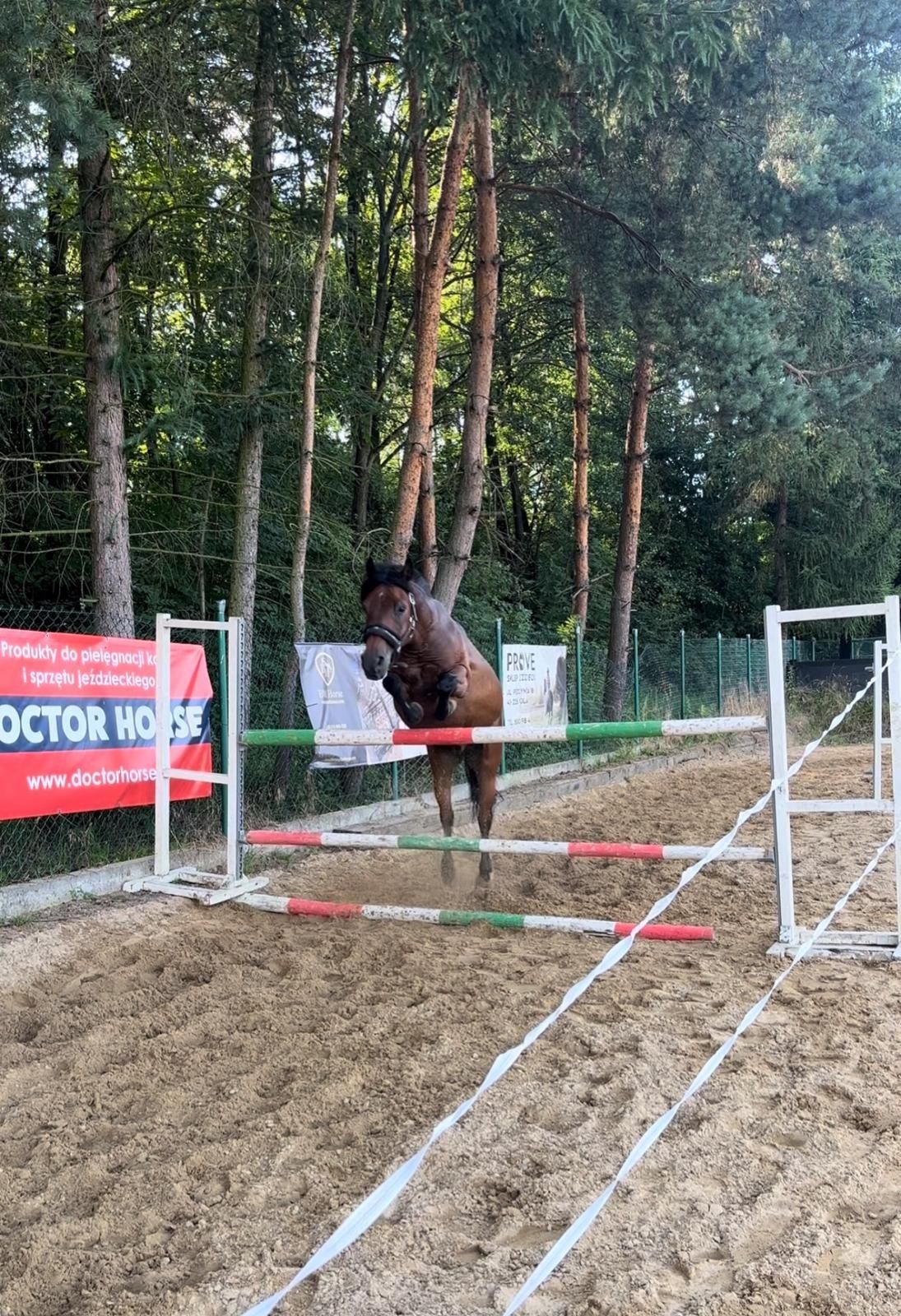 Konie sprzedam konia