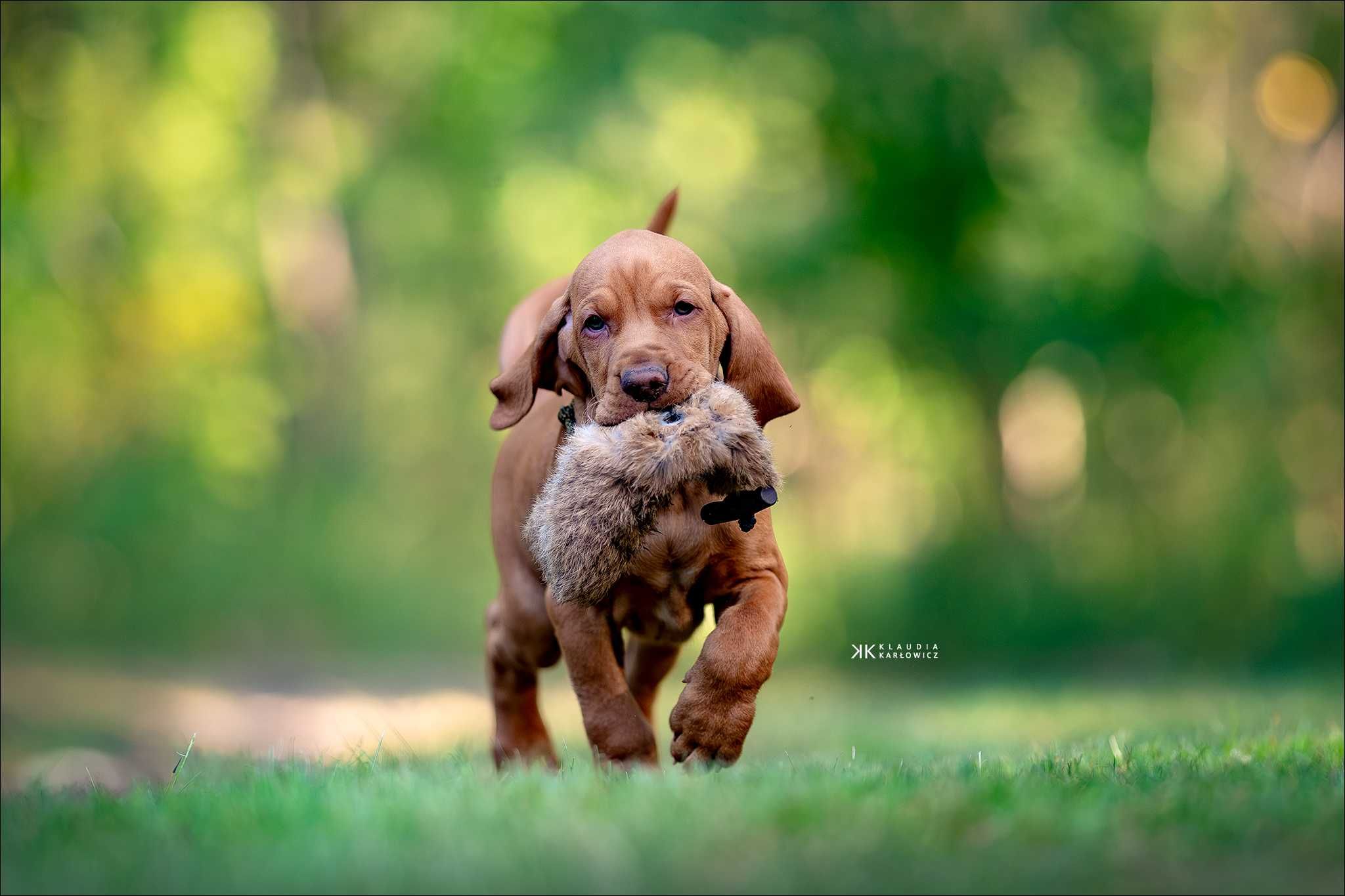 Wyżeł węgierski - magyar vizsla - piesek GOTOWY DO ODBIORU