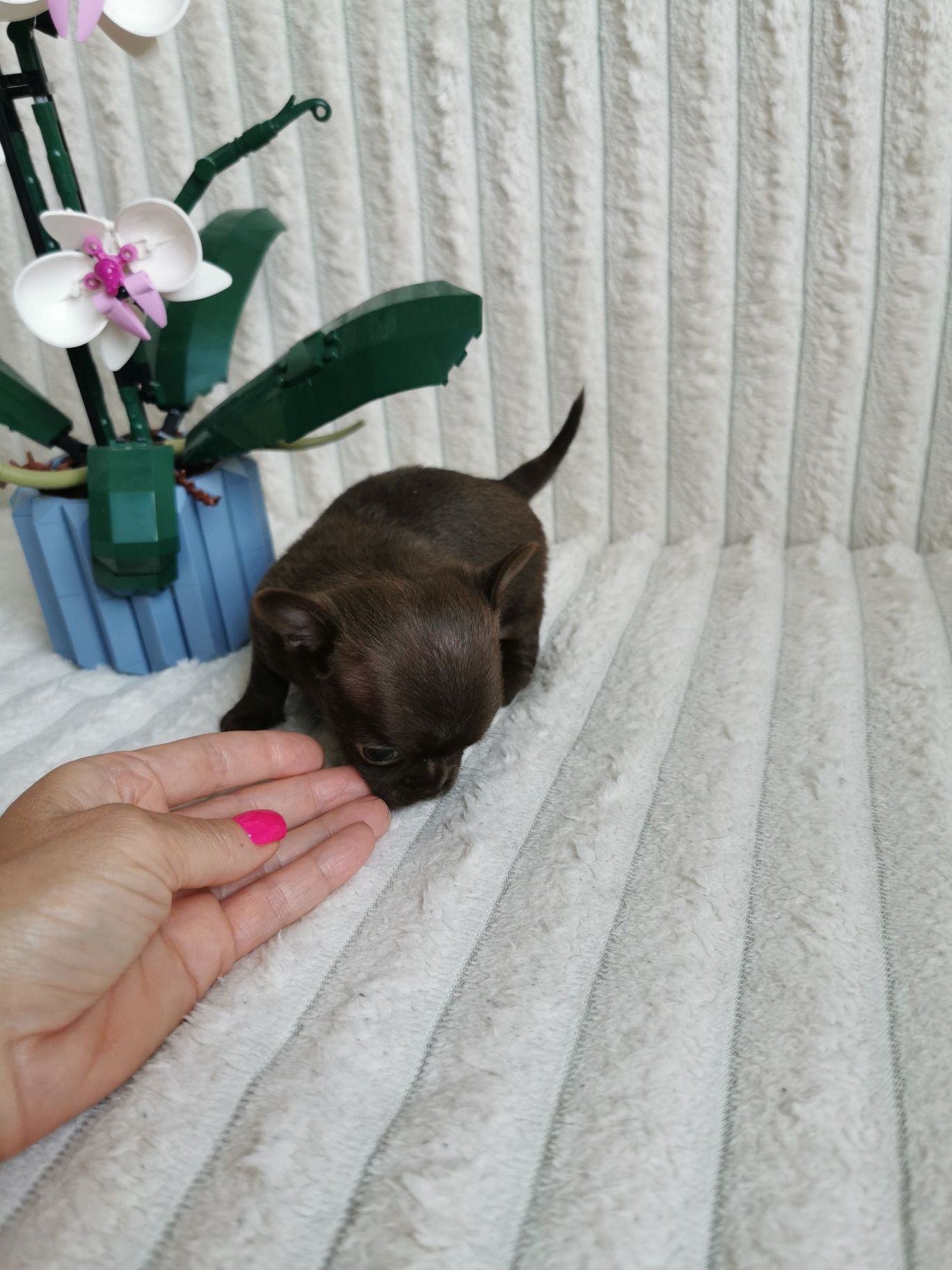 Dziewczynka czekoladowa chihuahua CUDO