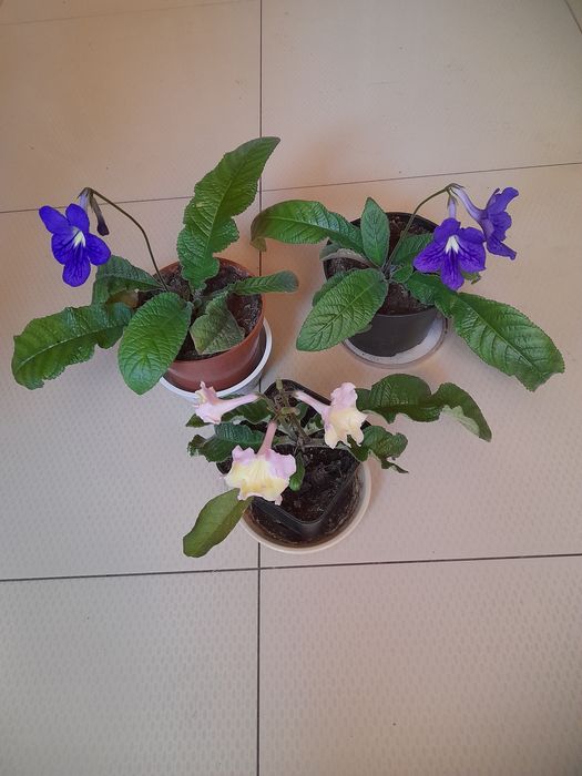 Skretniki,Monstera Monkey Mask,scindapsus,Epipremnum,trzykrotka, sanse