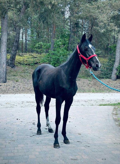 klacz wielkopolska dotacyjna ZORZA programowa