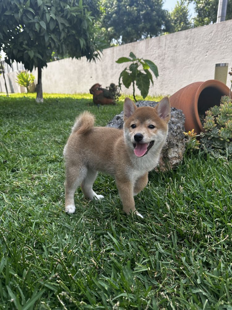 Shiba Inu Femea