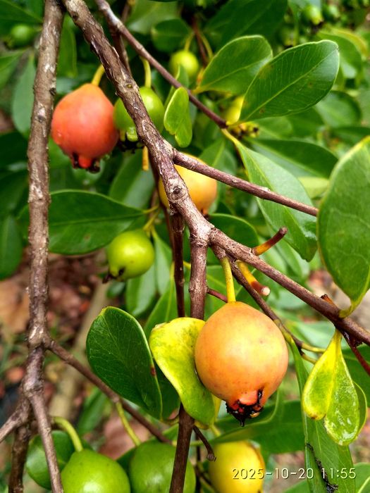 Araçás frescos orgânicos