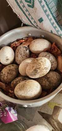 Продам яйца гусиные инкубационные для развода птенцов