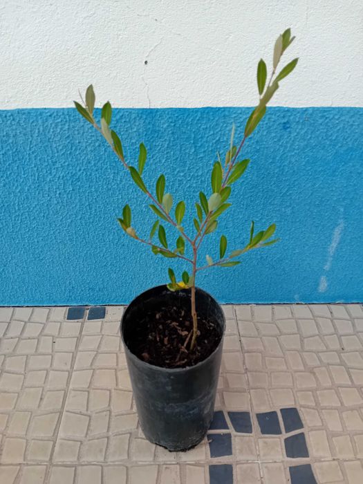 Borrazeira preta Salix Atrocinerea arvore