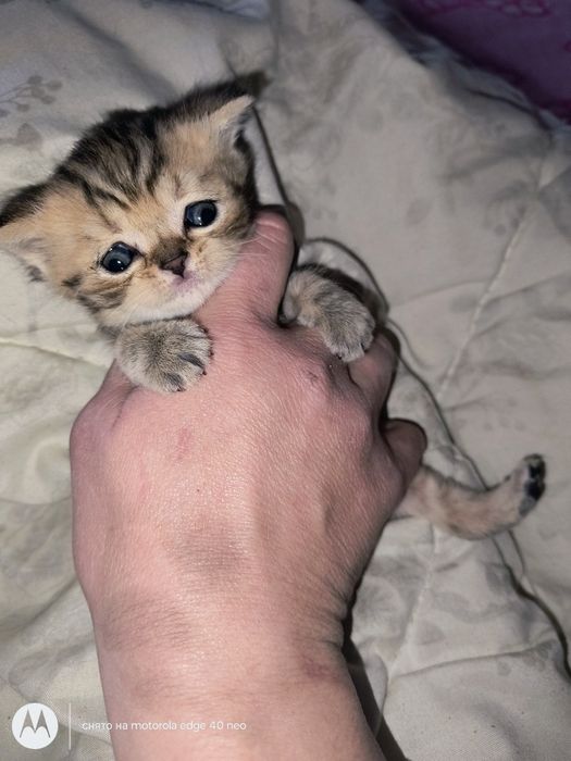 Британские котята