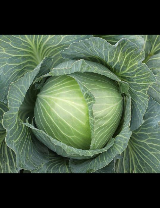 Kapusta biała główki