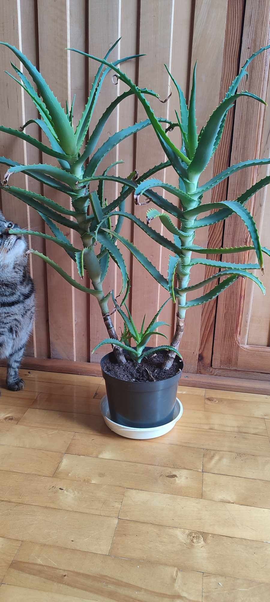 aloes drzewiasty Aloe arborescens