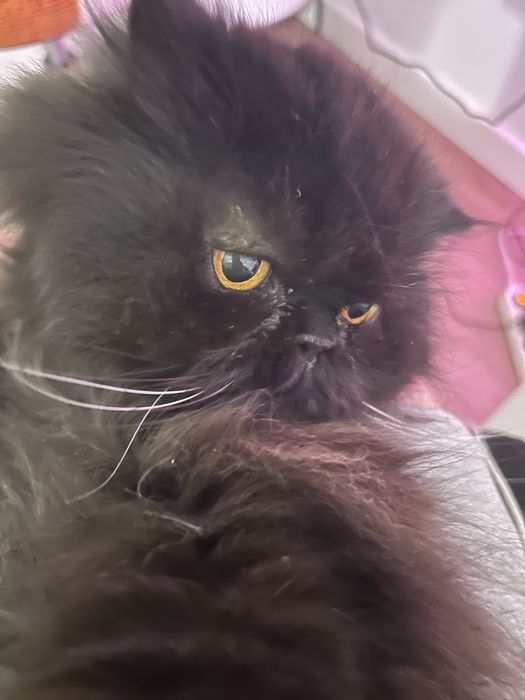 Oddam kotka w dobre ręce