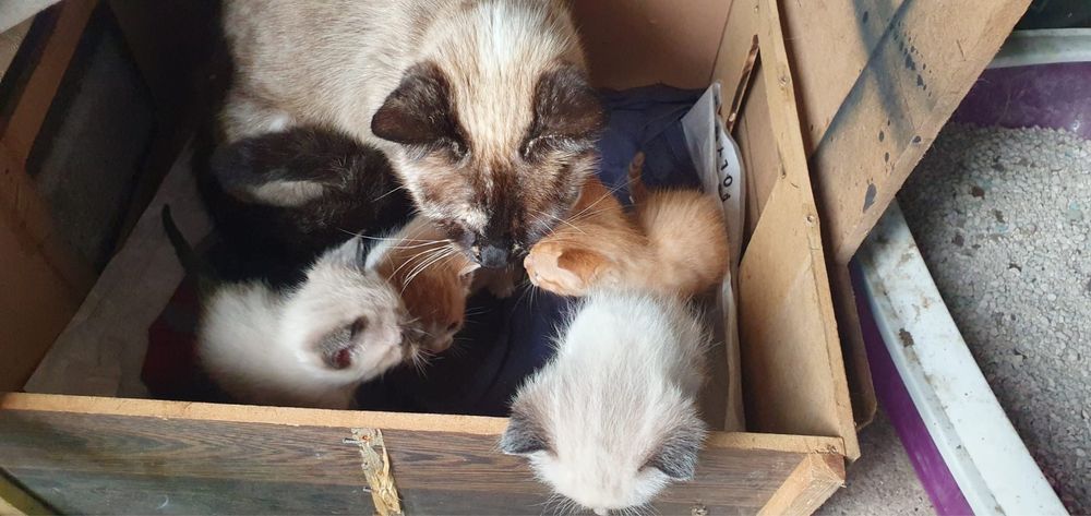 Dou gatinhos com 2 meses