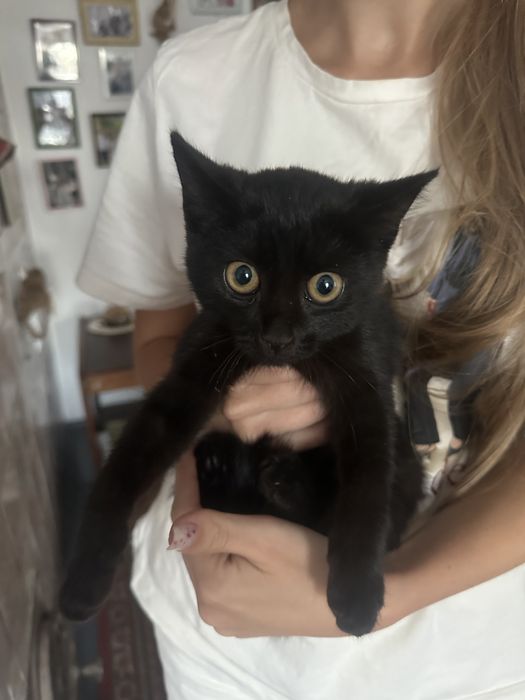 Кошенята безкоштовно
