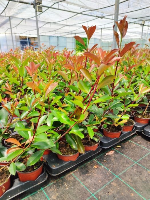 Photinia Red Robin / Carre Rouge -50CM - 100cm - 150cm