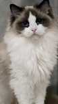 Kotka ragdoll dorosła