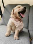 Golden retriever piesek z rodowodem