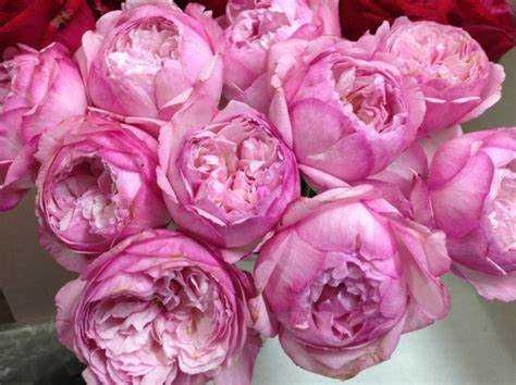 Розы японской селекции, более 20 сортов