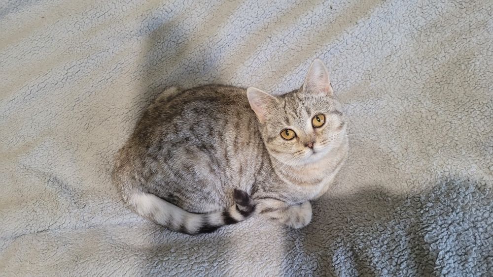 Девочка шиншилла пятнистый окрас