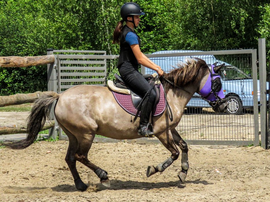 Klacz konik polski do ambitnej rekreacji lub małego sportu