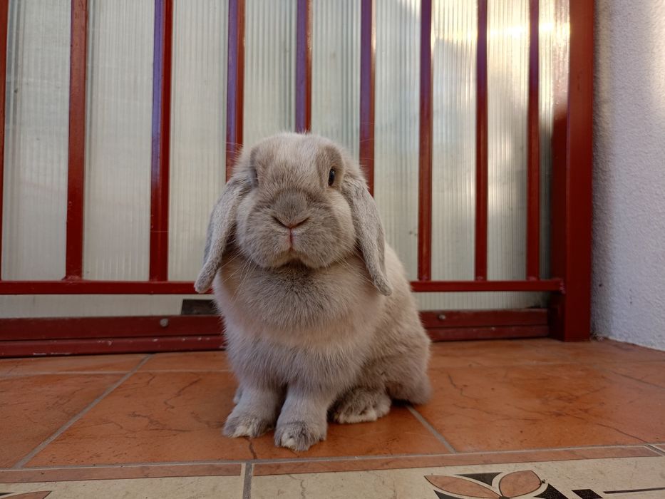 Królik mini lop minilop samica samiczka