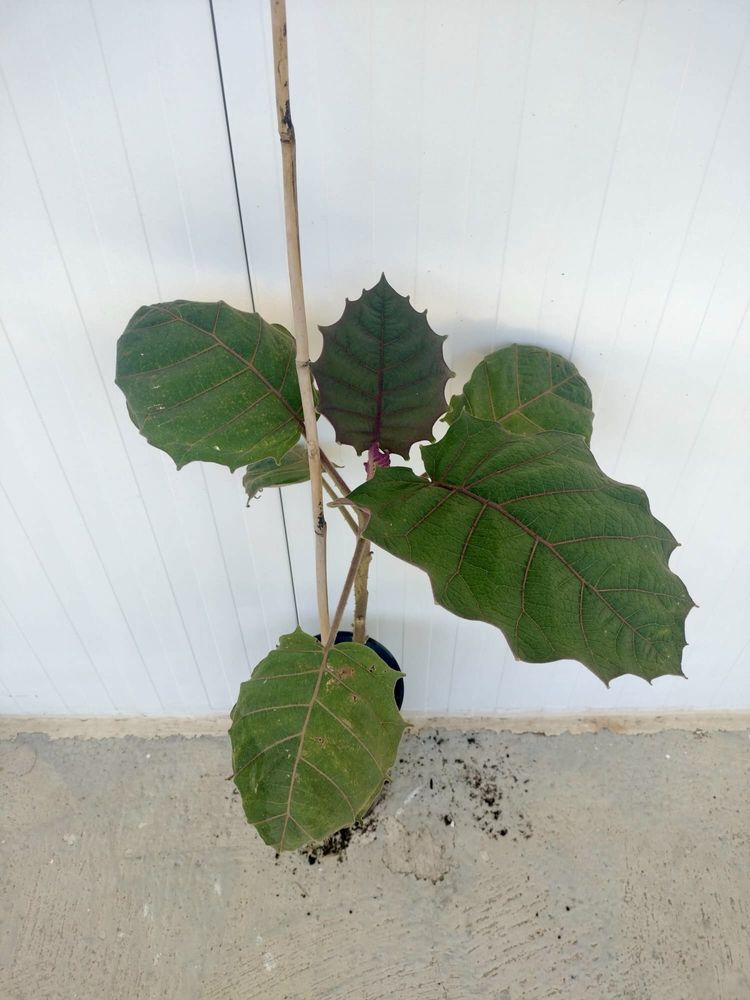 Lulu-da-Amazónia em vaso – planta frutífera exótica