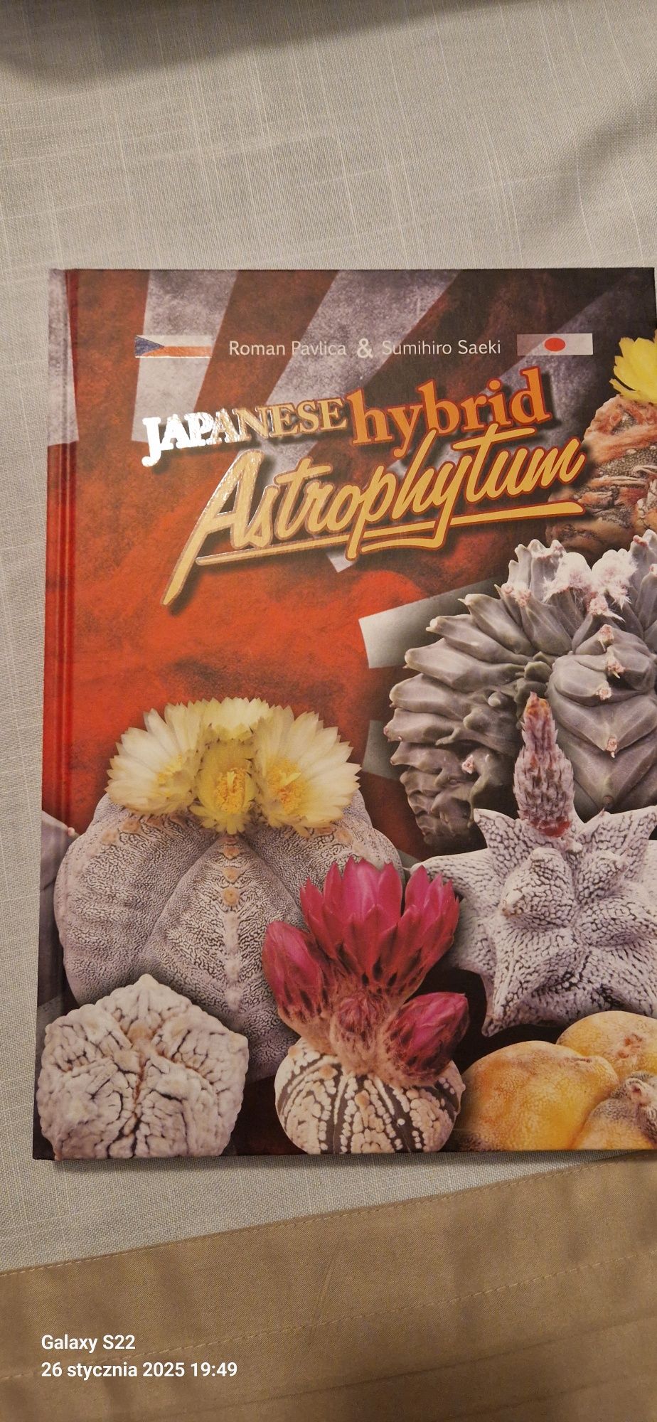 Kaktusy Kaktusy Astrophytum Japanese Hybrid