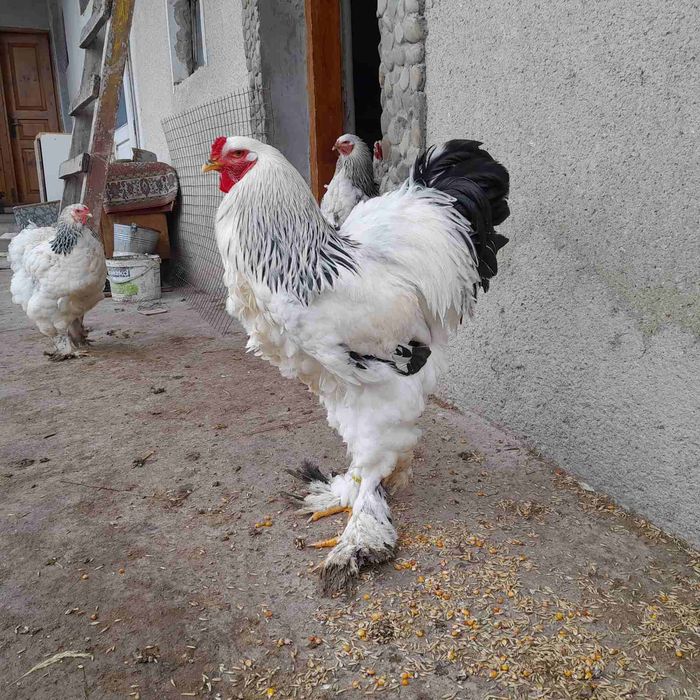 Яйця кури Брама палива і світла