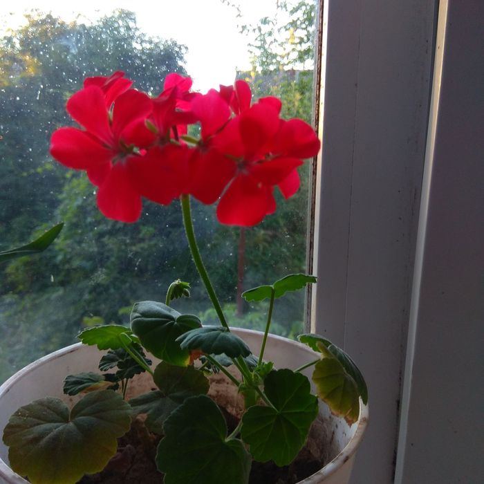 Кімнатна рослина герань, продаж.