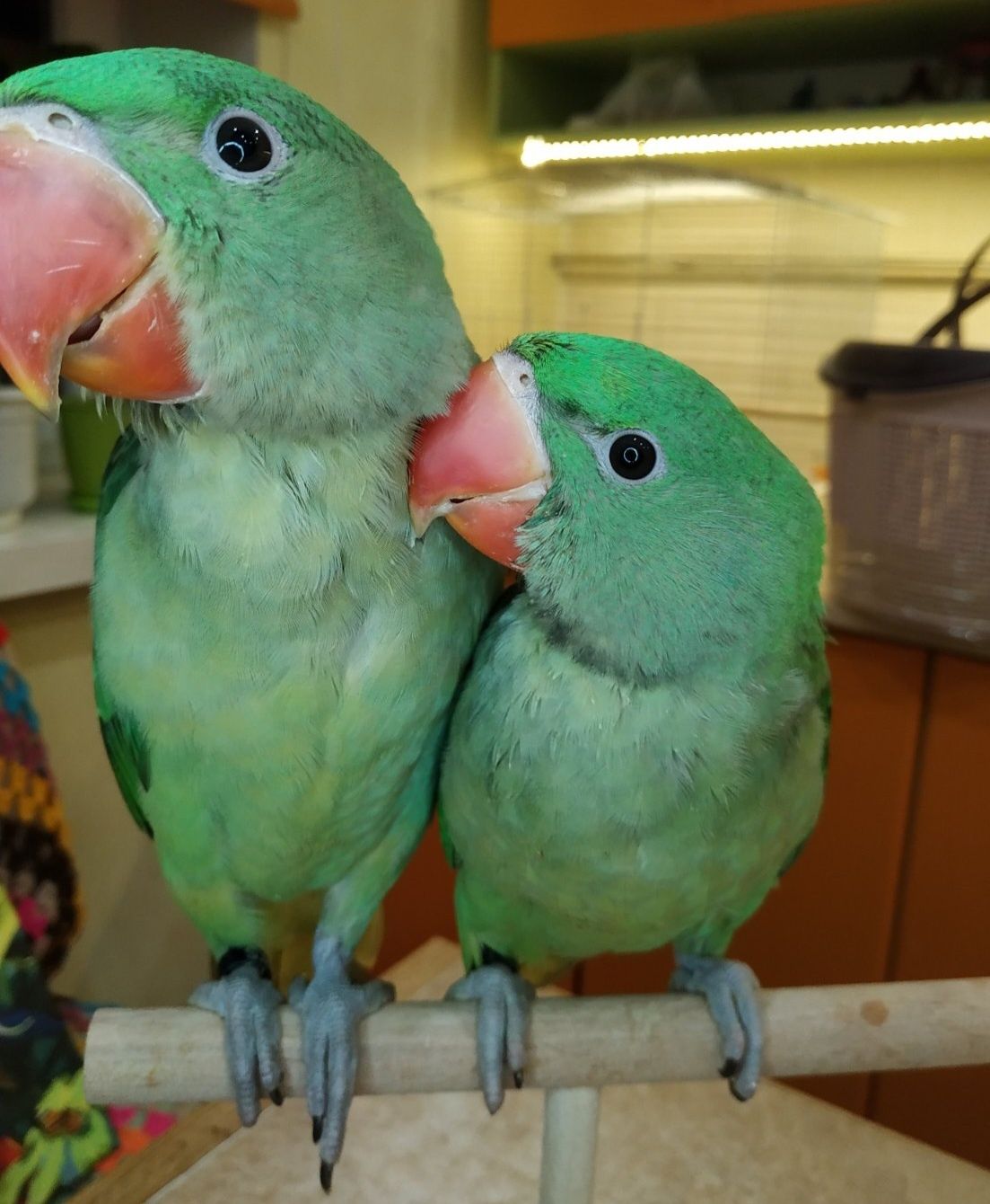 Александрійський папуга викормиш зелений, великий кільчастий папугай
