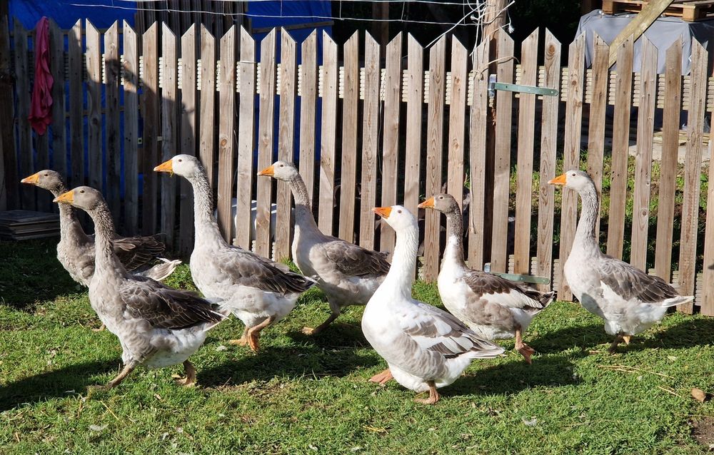 Sprzedam Gęsi młode