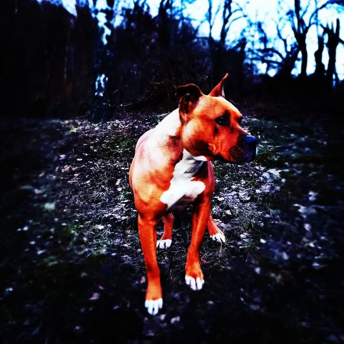 Амстаф 3.5 років