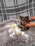 Yorkshire Terrier Dojazd Rodowód Wielopokoleniowy Ciasteczkowa Kraina