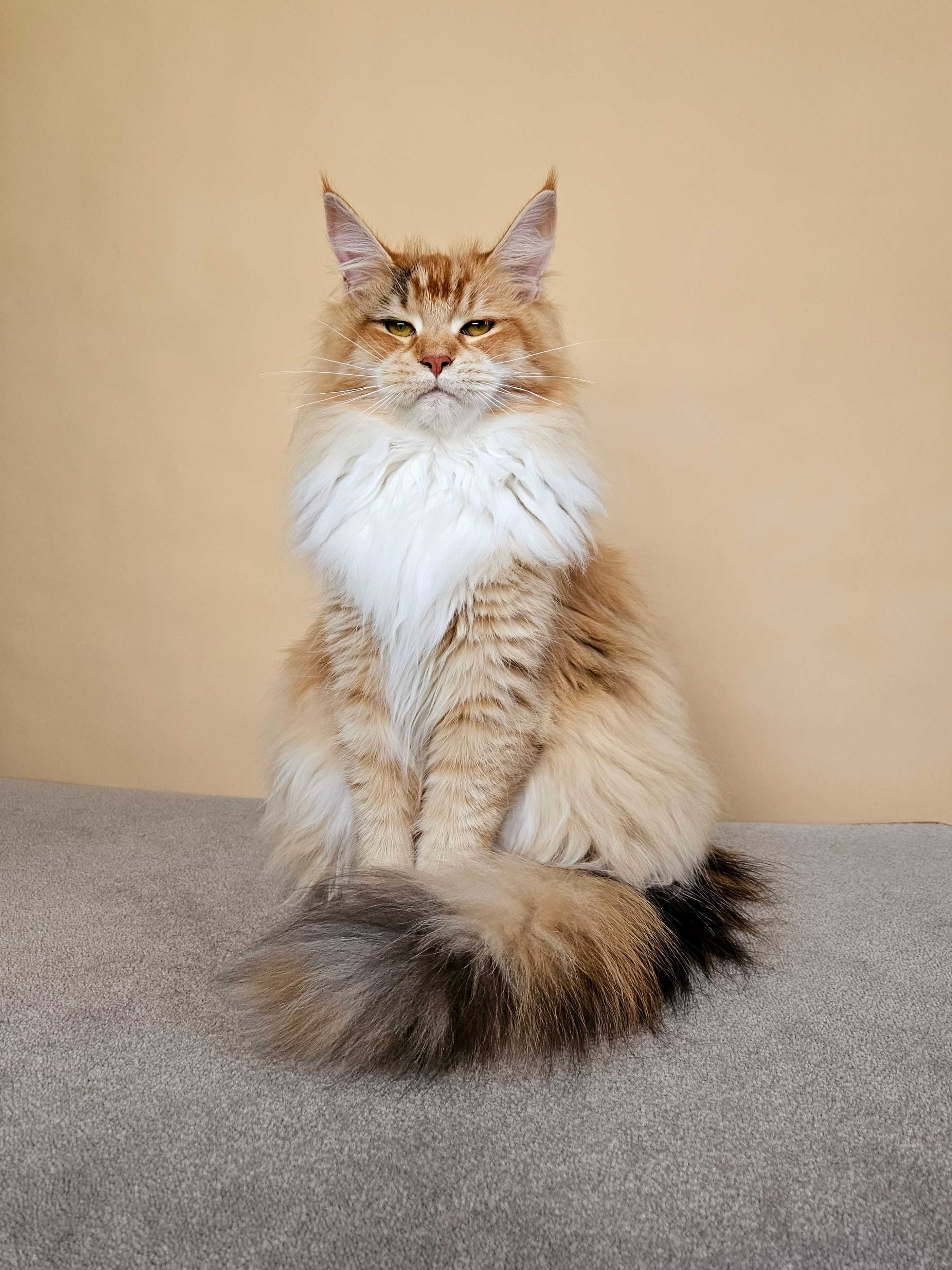 MAINE COON - koteczka ROMINA (po sterylizacji) - rodowód FPL/FIFE
