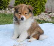 Owczarek szetlandzki, sheltie - śniady piesek z rodowodem FCI