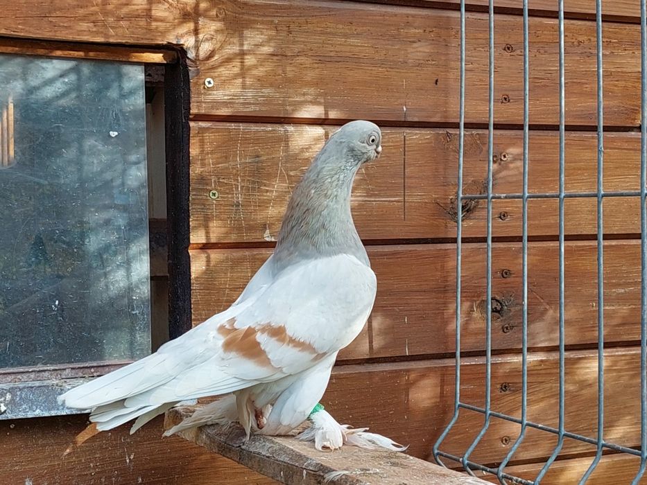 Blauwinder ,samiec 25r. Ładny gołąb. Pulsujący